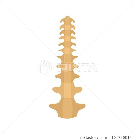 Human spine icon. Flat illustration of human spine vector icon for web isolated on white 101730015