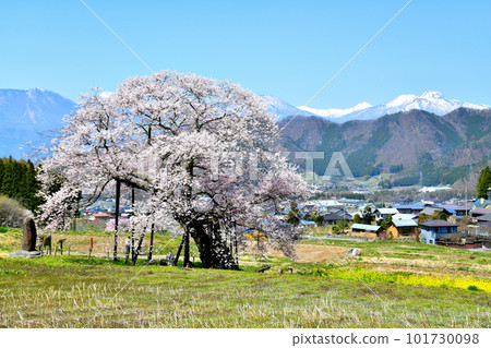 Edohigan Cherry Blossoms in Kurobe / Looking towards Mt. Myoko (Takayama Village, Nagano Prefecture) [April 2023] 101730098