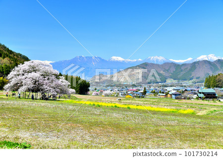 Edohigan Cherry Blossoms in Kurobe / Looking towards Mt. Kurohime, Mt. Karita and Mt. Myoko (Takayama Village, Nagano Prefecture) [April 2023] 101730214