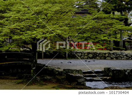 景觀素材:綠意盎然的上賀茂神社 景觀素材:綠意盎然的上賀茂神社 101730404
