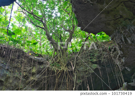 [Ryujin Limestone Cave] Ishigaki City, Okinawa Prefecture 101730419