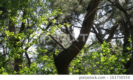 A hawk on a branch in a fresh green forest A hawk on a branch in a fresh green forest 101730559