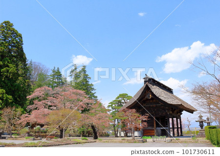 櫻花盛開的津金寺 信州神社和寺廟 美麗的神社和寺廟 古老的神社和寺廟 101730611