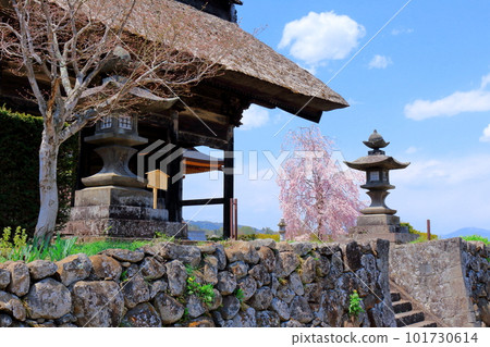 櫻花盛開的津金寺 信州神社和寺廟 美麗的神社和寺廟 古老的神社和寺廟 101730614