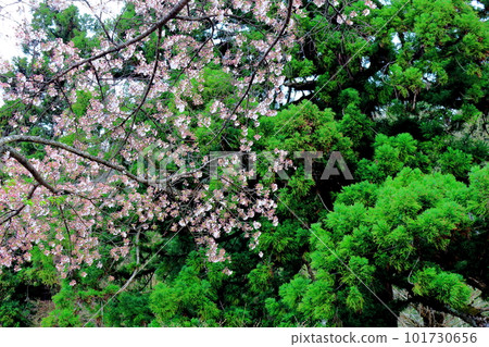 櫻花盛開的津金寺 信州神社和寺廟 美麗的神社和寺廟 古老的神社和寺廟 101730656