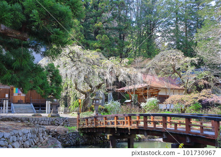 櫻花盛開的津金寺 信州神社和寺廟 美麗的神社和寺廟 古老的神社和寺廟 櫻花盛開的津金寺 信州神社和寺廟 美麗的神社和寺廟 古老的神社和寺廟 101730967