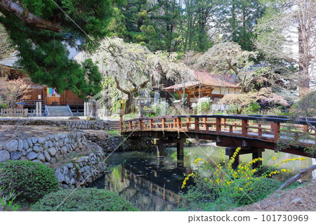 櫻花盛開的津金寺 信州神社和寺廟 美麗的神社和寺廟 古老的神社和寺廟 櫻花盛開的津金寺 信州神社和寺廟 美麗的神社和寺廟 古老的神社和寺廟 101730969
