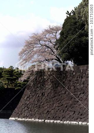 Someiyoshino seen from Inui Street near the Sakashita Gate of the Imperial Palace 101731003