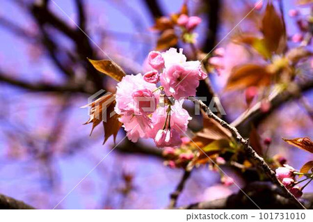 故宮幹道上的里櫻發芽 101731010