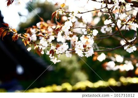 Somei-Yoshino cherry trees in full bloom beyond the Inui Gate of the Imperial Palace 101731012