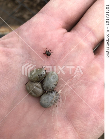 The blood-soaked ixode ticks that have just been removed from the dog are lying on the palm of your hand 101731501