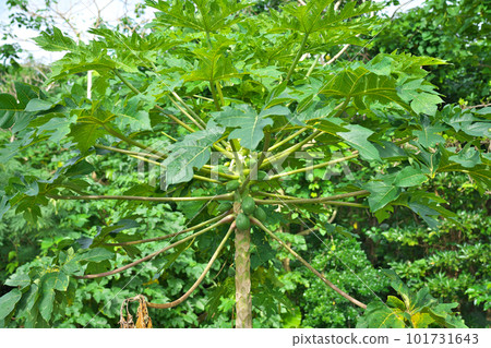 [木瓜樹] 101731643