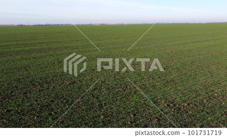 Green field with young green sprouts of cereal crops and blue sky on sunny spring autumn day. Flying over agricultural field with green plants. Agro industrial landscape. Agrarian farm scenery. Fast Green field with young green sprouts of cereal crops and blue sky on sunny spring autumn day. Flying over agricultural field with green plants. Agro industrial landscape. Agrarian farm scenery. Fast 101731719