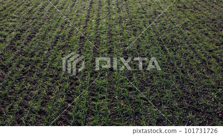 Green field with young green small sprouts of cereal crops on sunny spring autumn day. Flying over agricultural field with green plants. Agrarian farm scenery. Agro industrial landscape. Green field with young green small sprouts of cereal crops on sunny spring autumn day. Flying over agricultural field with green plants. Agrarian farm scenery. Agro industrial landscape. 101731726