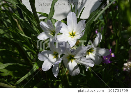 The bulbous plant leucocoline light blue blooming in the garden The bulbous plant leucocoline light blue blooming in the garden 101731799