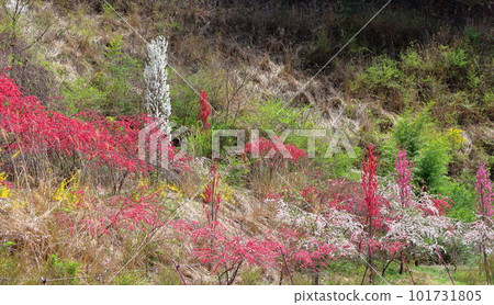 Satoyama colored with flowers, Hana peach blossoms, colored paper interwoven with flowers and plants Satoyama colored with flowers, Hana peach blossoms, colored paper interwoven with flowers and plants 101731805