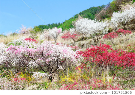 Satoyama colored with flowers, Hana peach blossoms, colored paper interwoven with flowers and plants Satoyama colored with flowers, Hana peach blossoms, colored paper interwoven with flowers and plants 101731866