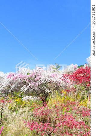 里山染花,花桃花,彩紙花草交織 里山染花,花桃花,彩紙花草交織 101731901