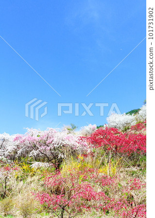 里山染花,花桃花,彩紙花草交織 里山染花,花桃花,彩紙花草交織 101731902