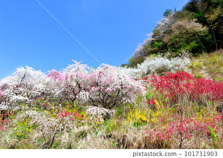 Satoyama colored with flowers, Hana peach blossoms, colored paper interwoven with flowers and plants Satoyama colored with flowers, Hana peach blossoms, colored paper interwoven with flowers and plants 101731903