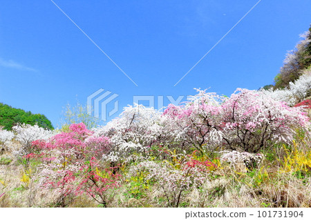 Satoyama colored with flowers, Hana peach blossoms, colored paper interwoven with flowers and plants 101731904