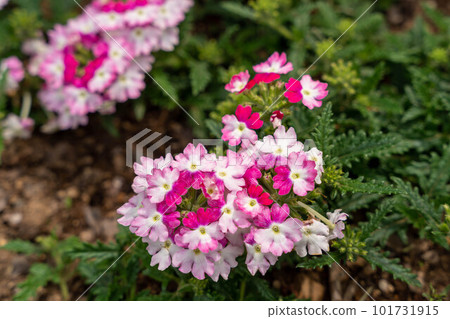 亮粉色馬鞭草 亮粉色馬鞭草 101731915