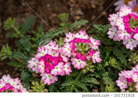 亮粉色馬鞭草 101731916