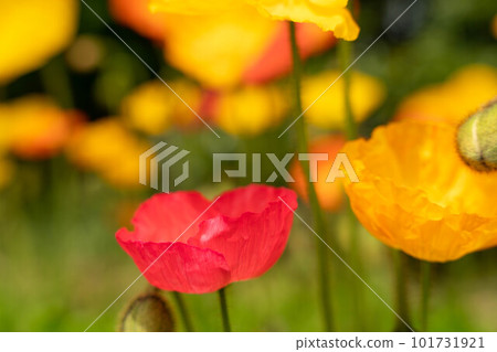 Colorful poppy flowers 101731921