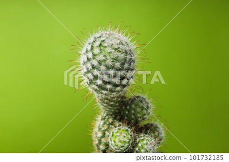 Cozy hobby growing house or indoor plants - cactus 101732185