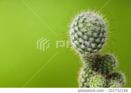 Cozy hobby growing house or indoor plants - cactus 101732186