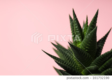 Cozy hobby growing house or indoor plants - cactus 101732190