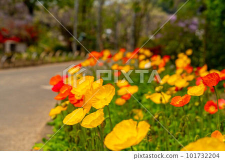 Colorful poppy flowers Colorful poppy flowers 101732204