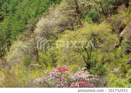 里山染花,花桃花,彩紙花草交織 里山染花,花桃花,彩紙花草交織 101732451