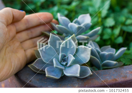Echeveria succulent is growing in flower pot in a botanical garden. Graptopetalum paraguayense o sedum weinbergii in orchard. Plants growing, floriculture. Succulent plant in female gardener hand. Echeveria succulent is growing in flower pot in a botanical garden. Graptopetalum paraguayense o sedum weinbergii in orchard. Plants growing, floriculture. Succulent plant in female gardener hand. 101732455