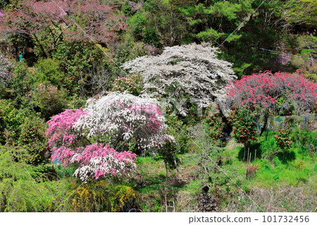 里山染花，花桃花，彩紙花草交織 101732456