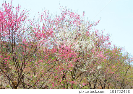里山染花，花桃花，彩紙花草交織 101732458