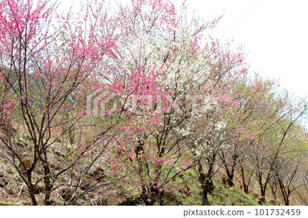 里山染花，花桃花，彩紙花草交織 101732459