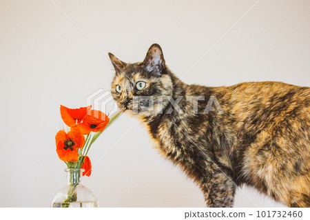 Beautiful multicolored black orange tortoiseshell cat with green eyes is smelling sniffing red poppies in a vase on a table. Feline pet at home. Floral springtime season composition. Decor for flat. 101732460
