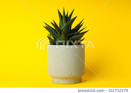 Cozy hobby growing house or indoor plants - cactus 101732579