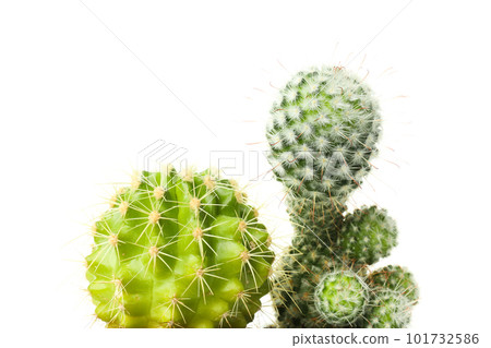 Cozy hobby - growing house plants, cactus, isolated on white background 101732586