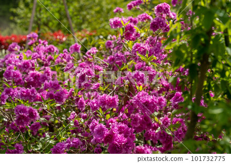 春天開花的樹 深粉色杜鵑花 101732775