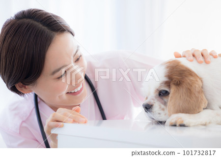 Medical veterinarian who examines dogs Medical veterinarian who examines dogs 101732817