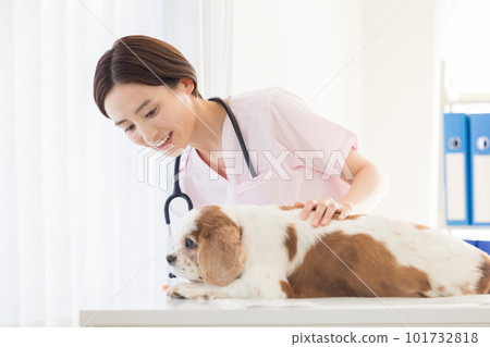 Medical veterinarian who examines dogs Medical veterinarian who examines dogs 101732818