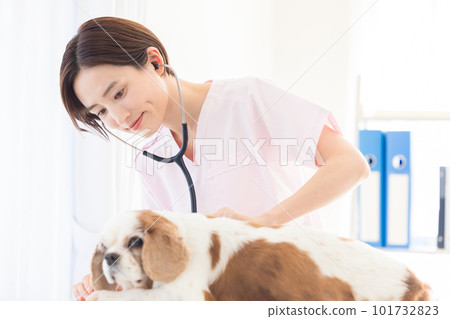 Medical veterinarian who examines dogs Medical veterinarian who examines dogs 101732823