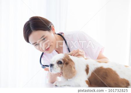 檢查狗的醫學獸醫 檢查狗的醫學獸醫 101732825