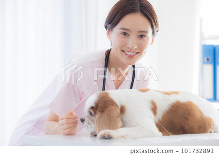 Medical veterinarian who examines dogs Medical veterinarian who examines dogs 101732891