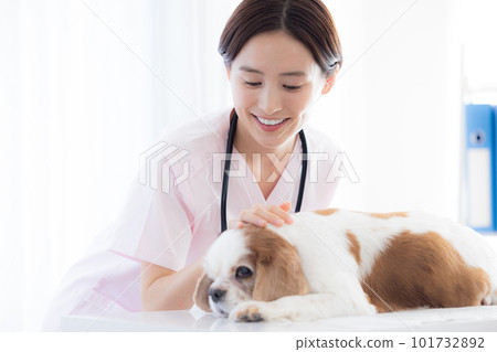 Medical veterinarian who examines dogs Medical veterinarian who examines dogs 101732892