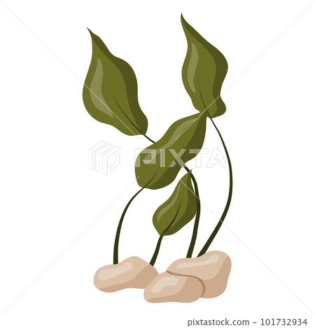 Vector illustration of green algae leaves isolated on a white background. Aquarium grass on rocks 101732934