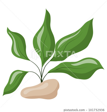 Vector illustration of broad-leaved green algae isolated on a white background. Aquarium grass on rocks Vector illustration of broad-leaved green algae isolated on a white background. Aquarium grass on rocks 101732936