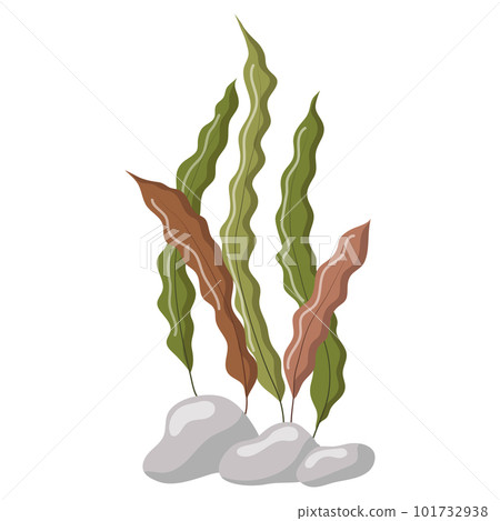 Vector illustration of long green and brown algae isolated on a white background. Aquarium grass on rocks Vector illustration of long green and brown algae isolated on a white background. Aquarium grass on rocks 101732938